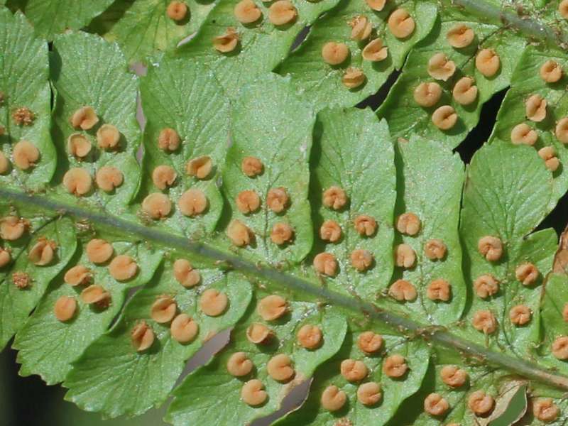 Dryopteris cfr. filix-mas